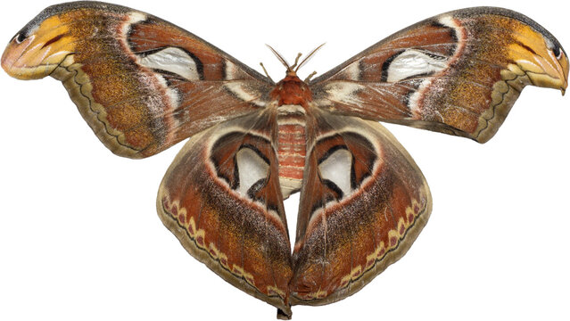 Atlas Moth (Attacus atlas) Isolated on Transparent Background &ndash; Giant Tropical Insect PNG