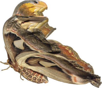 Atlas Moth (Attacus atlas) Isolated on Transparent Background &ndash; Giant Tropical Insect PNG