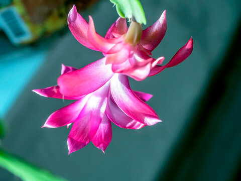beautiful blooming Schlumberger cactus on the windowsill