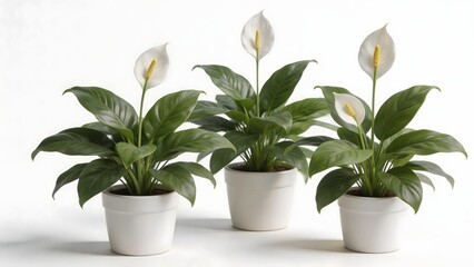 Fototapeta premium Three potted peace lily plants