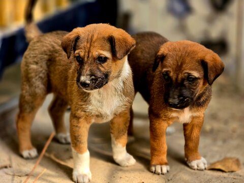 Two cute homeless street dog puppies sitting close together on the roadside, comforting each other during the winter season. The image highlights friendship, survival, and compassion among stray anima