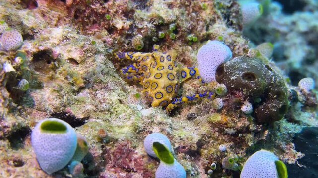 Blue Ring Octopus Crawling Across Coral Reef
