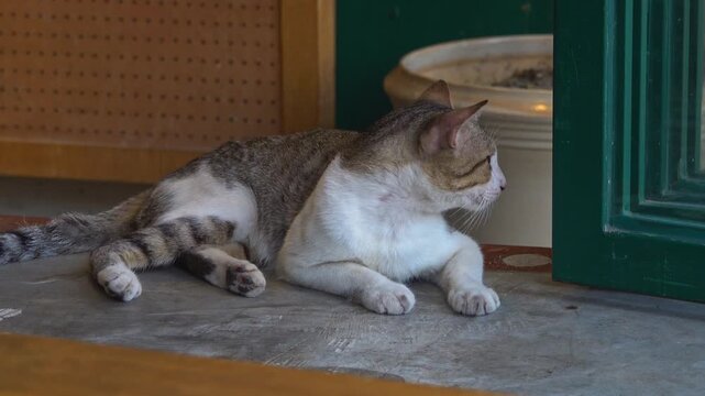 Relaxed cat surprised by passing person reaching down to pet it.