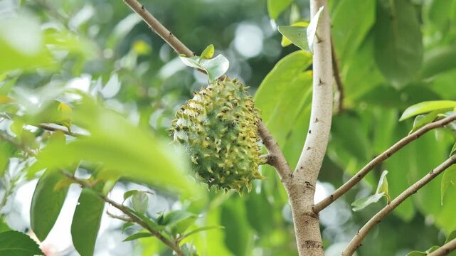 Close view of gvanabana fruit hanging on branch surrounded by lush green leaves