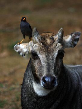 This image depicts a Javan Myna (Acridotheres javanicus) bird perched on the ear of a Sambar deer (Rusa unicolor). 