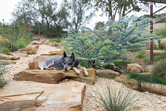 Australian Cattle Dog rests on natural stone steps in a landscaped native garden