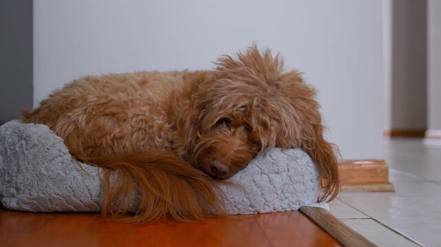 Labradoodle dog resting on a soft cushion indoors. relaxed fluffy pet lying on the floor
