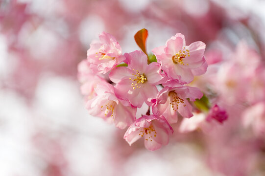 Soft pink cherry blossoms in close-up with delicate petals and warm spring light, featuring dreamy bokeh and fresh green leaves that evoke renewal, romance, and gentle natural beauty.