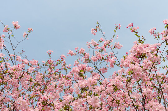 Delicate pink cherry blossoms fill the frame against a soft blue sky, conveying spring renewal, gentle beauty, and peaceful outdoor atmosphere perfect for seasonal backgrounds, greeting cards, and