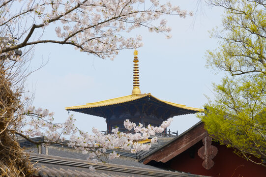 A golden pagoda roof rises above tiled temple buildings, framed by pink cherry blossom branches and fresh green foliage, evoking springtime serenity, cultural heritage, and peaceful Japanese temple