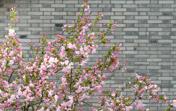 Delicate pink spring blossoms and buds cover flowering tree branches, creating a soft floral foreground against a textured gray brick wall - a calm, seasonal nature and urban garden contrast.