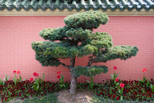 A sculpted bonsai-style tree stands before a pink brick wall topped with green ceramic roof tiles, surrounded by red tulips and groundcover, evoking a serene, cultivated Japanese garden atmosphere.