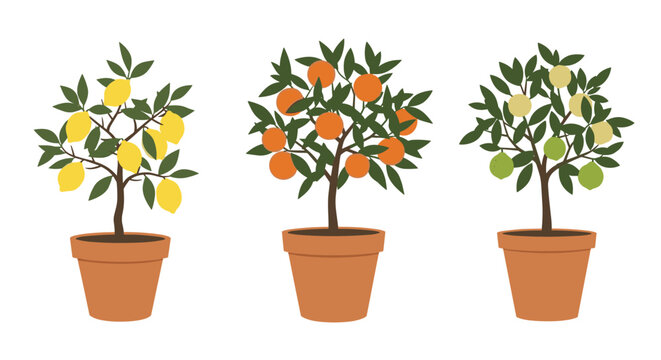 Three citrus fruit trees growing in terracotta pots featuring a lemon tree an orange tree and a lime tree.