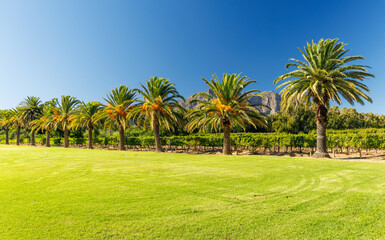 Fototapeta premium Green lawn and palms at South Africa winery