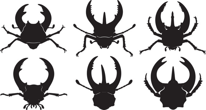 Desert Beetle Mandible and Horn Details