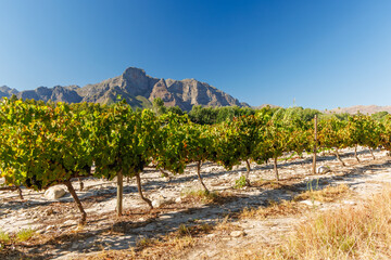 Fototapeta premium Sunlit vineyard rows with mountain backdrop