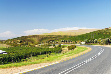 Fototapeta premium Sunlit vineyard rows with mountain backdrop