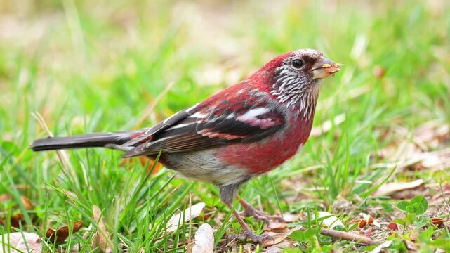 Male Long-tailed Rosefinch Foraging on Grass with Seeds in Beak