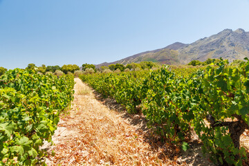 Naklejka premium Sunlit vineyard in South Africa
