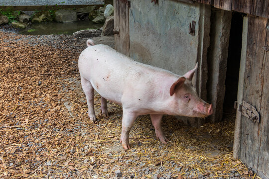 Domestic pig on a farmyard