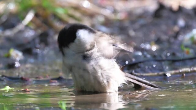 Small Willow Tit Bird Bathing in Shallow Puddle with Wet Feathers