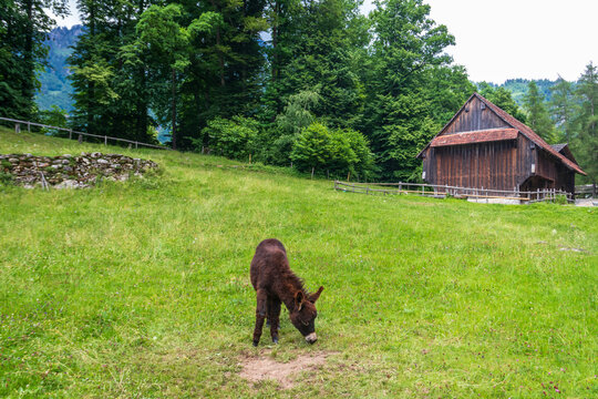 Donkey grazing on an alpine green meadow