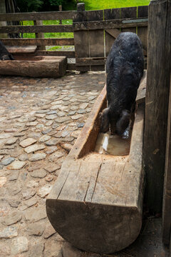 Black pig drinking water from trough on a farmyard