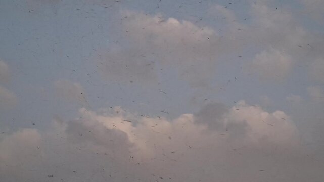 Flying Mosquitoes Swarm Against Sky, Aerial Insect Infestation Background