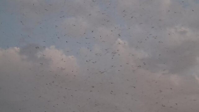Swarm of Mosquitoes Flying in Sky, Aerial Insect Infestation Background