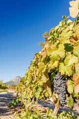 Naklejka premium Sunlit vineyard rows with mountain backdrop