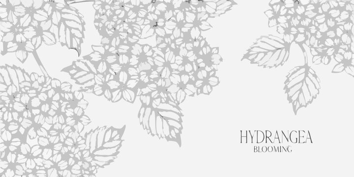 Delicate hydrangea blooms illustrated in a grayscale botanical pattern