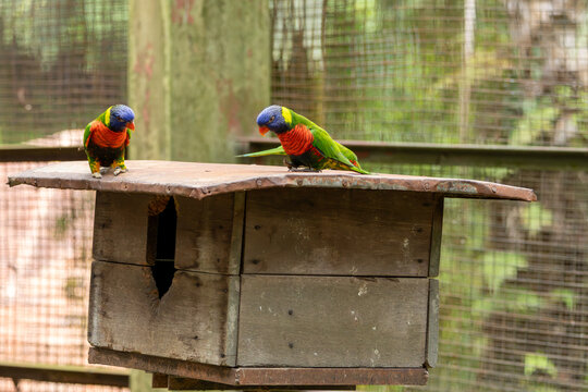 Colorful Rainbow Lorikeets Perched Together on Wooden Structure