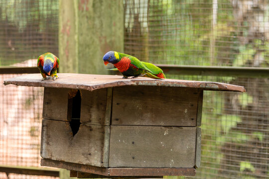 Colorful Rainbow Lorikeets Perched Together on Wooden Structure