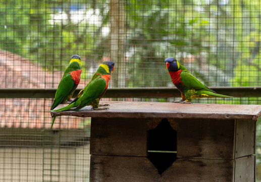 Colorful Rainbow Lorikeets Perched Together on Wooden Structure
