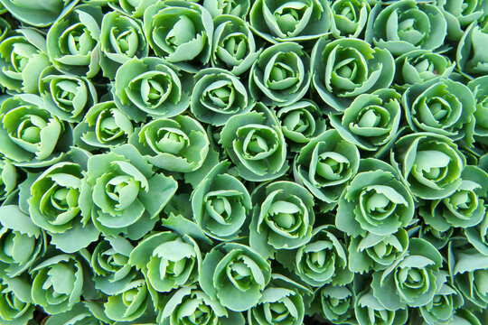 A bush of a young green ornamental plant sedum. The texture of the green leaves of the plant.