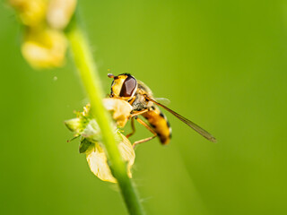 Hoverfly macro pollinator insect biodiversity green ecosystem © Dan Badiu