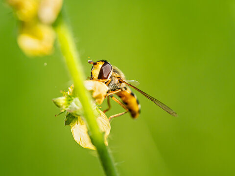 Hoverfly macro pollinator insect biodiversity green ecosystem