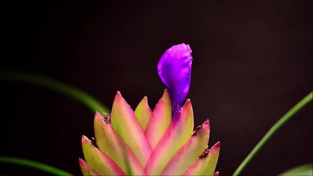 Bromeliad blooming time lapse