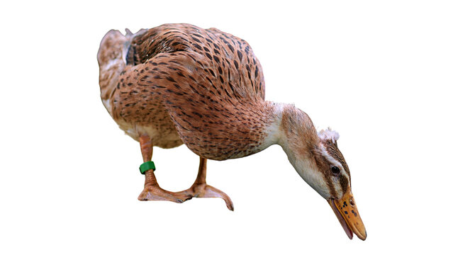 quack the duck is bowing down, isolated image , Indian Runner Duck isolated on white background with mouth open