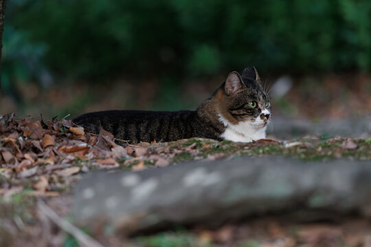 まん丸な丸々とした野良猫