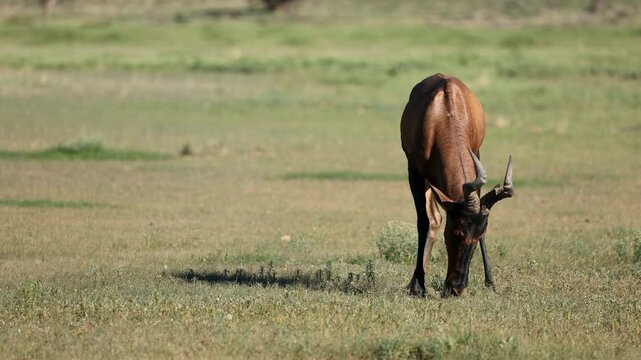 A male red hartebeest antelope (Alcelaphus buselaphus) marking its territory, Kalahari desert, South Africa