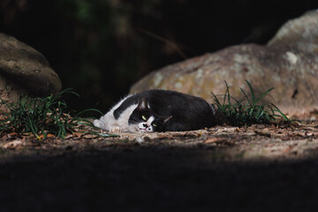Fototapeta premium ゴロゴロしている野良猫