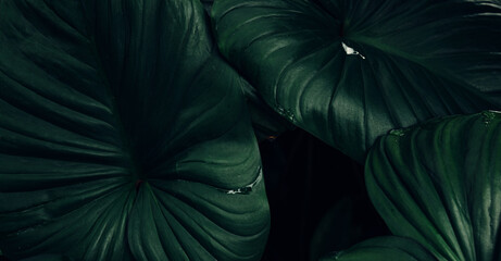 Obraz premium abstract tropical leaf textures on dark tone, natural green background