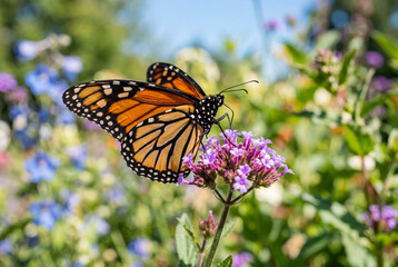Obraz premium Beautiful orange butterfly resting on a bright purple summer flower
