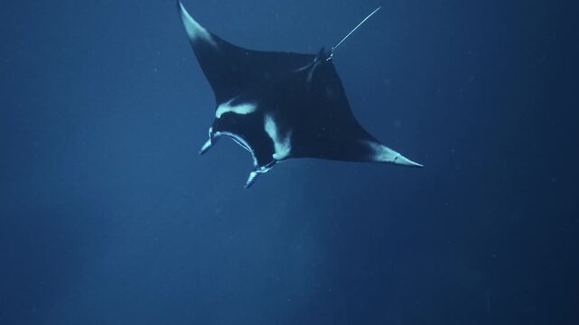 Underwater View of Manta Ray Swimming Smoothly Near Snorkeler in Bali Blue Ocean