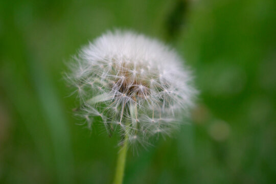 Dandelion molting seeds, macro photo