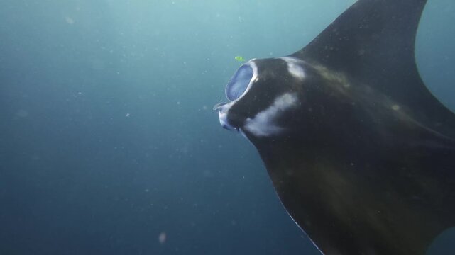 Graceful Manta Ray and Snorkeler in Bali Clear Blue Ocean Tropical Marine Scene