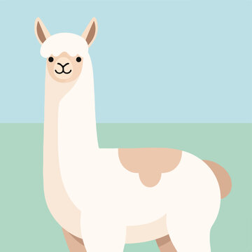 White Llama Standing Alone Portrait.