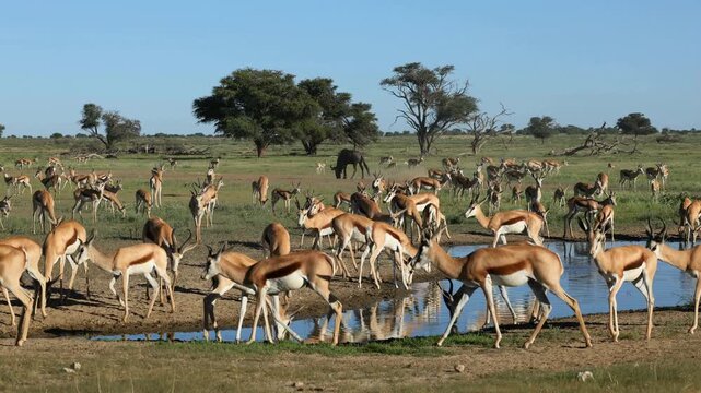 A large herd of springbok antelopes (Antidorcas marsupialis) congregating at a waterhole, Kalahari desert, South Africa