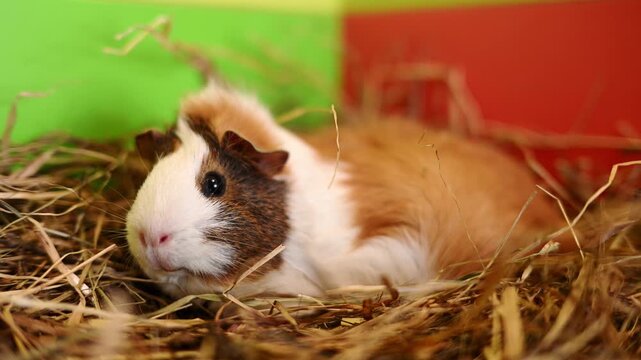 Cute guinea pig resting in hay, fluffy tri-color domestic rodent in cozy environment. Concept of pet care and animal welfare,, small animal husbandry and organic farming. Cavia porcellus
